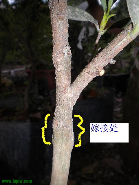 DSCN9997.JPG