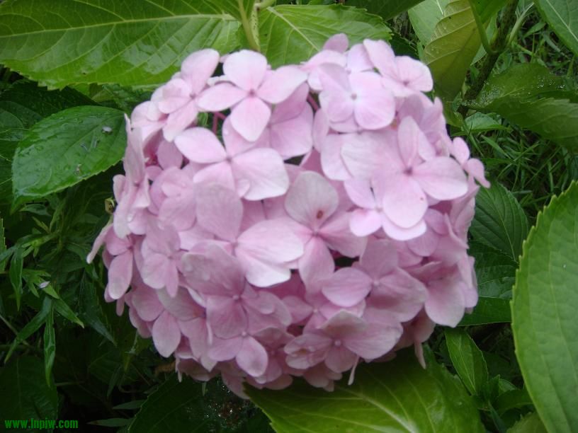 DSC02470.JPG