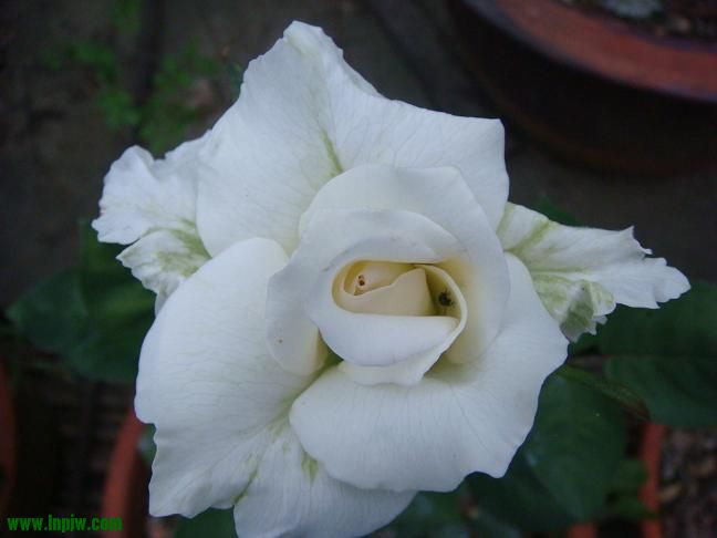 DSC02175.JPG