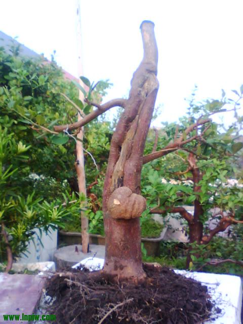 IMG2666A.jpg