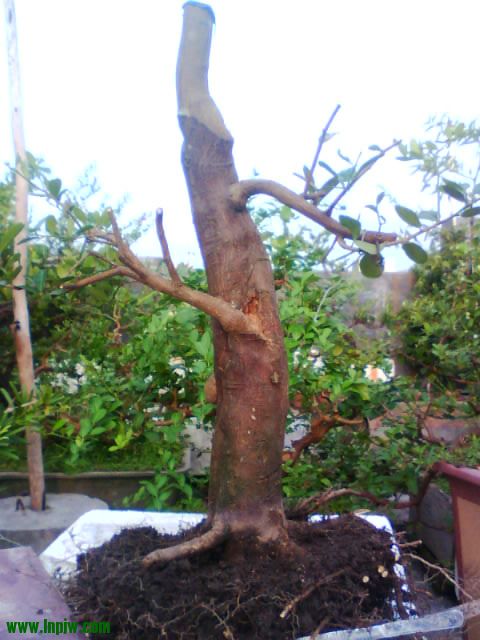 IMG2669A.jpg