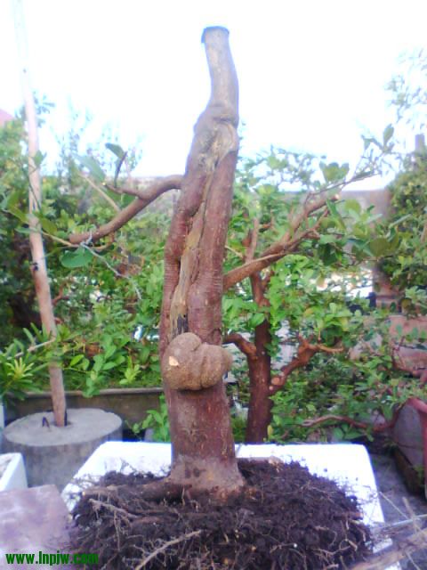 IMG2670A.jpg