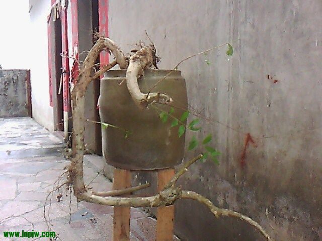 IMG10472.jpg