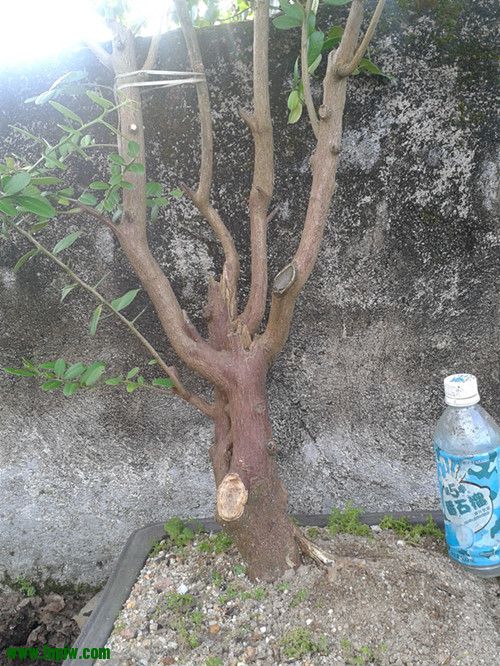 2012-08-19 17.20.15_1.jpg