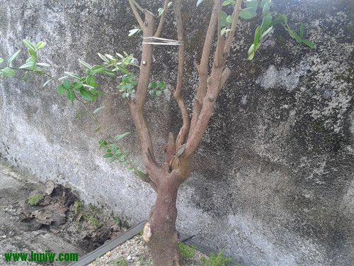 2012-08-19 17.17.32_.jpg