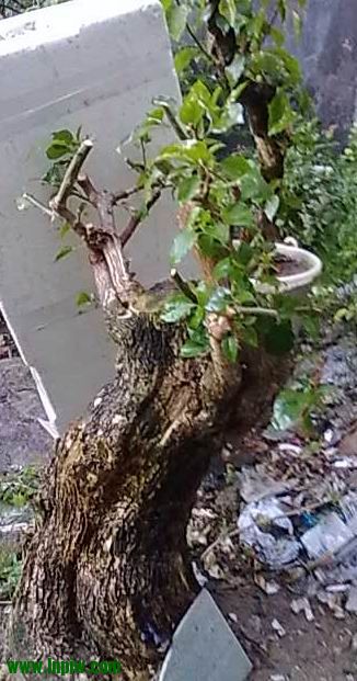 20120708513.jpg