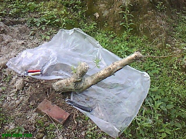IMG10481.jpg