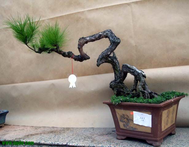 DSCF0541.JPG
