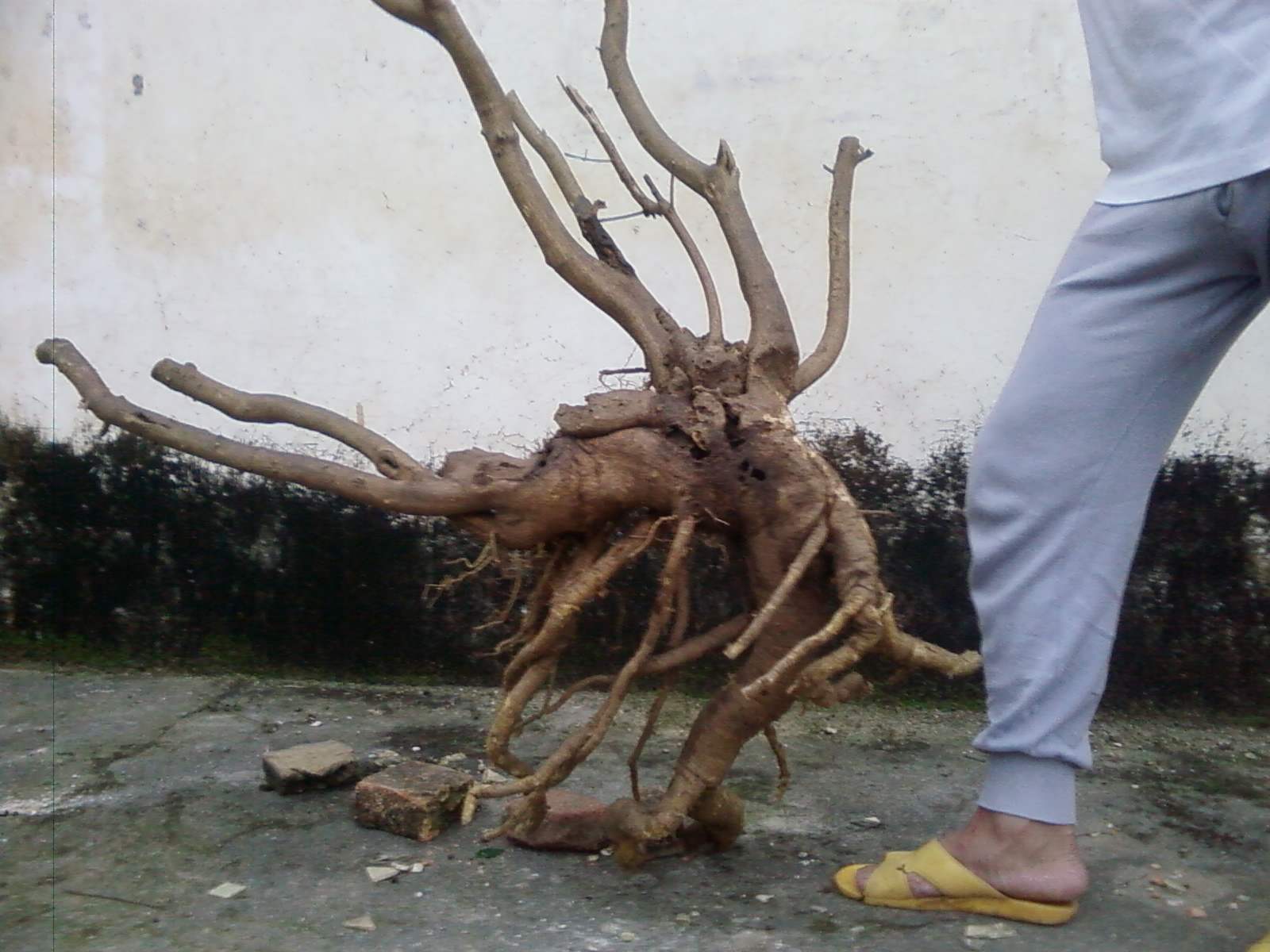 20121210(017).JPG
