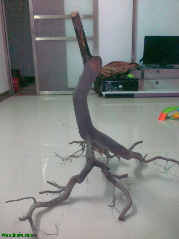 20121210163-001.jpg