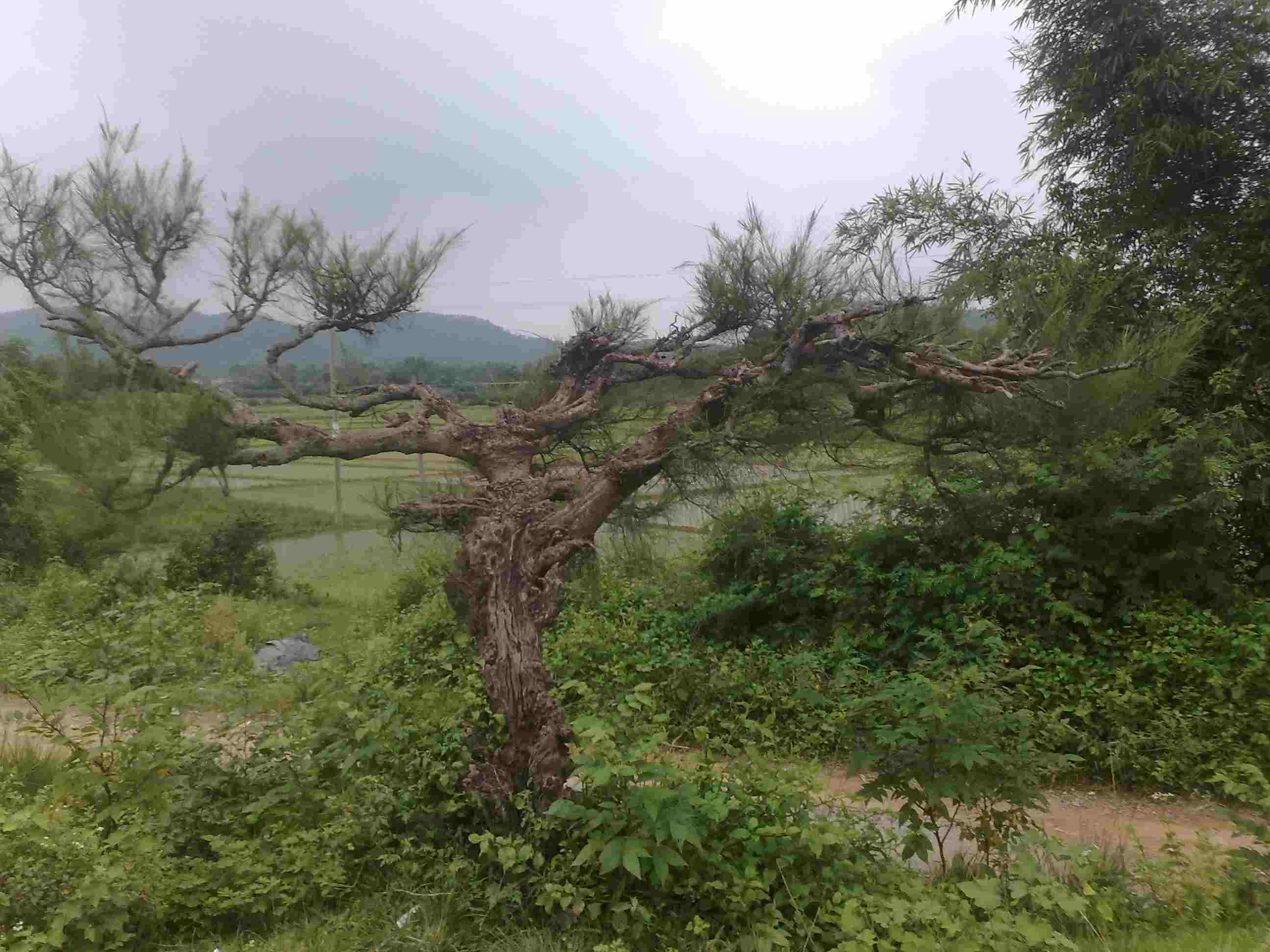 20120805735.jpg