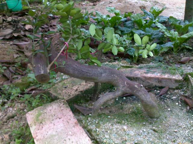 20121222678.jpg