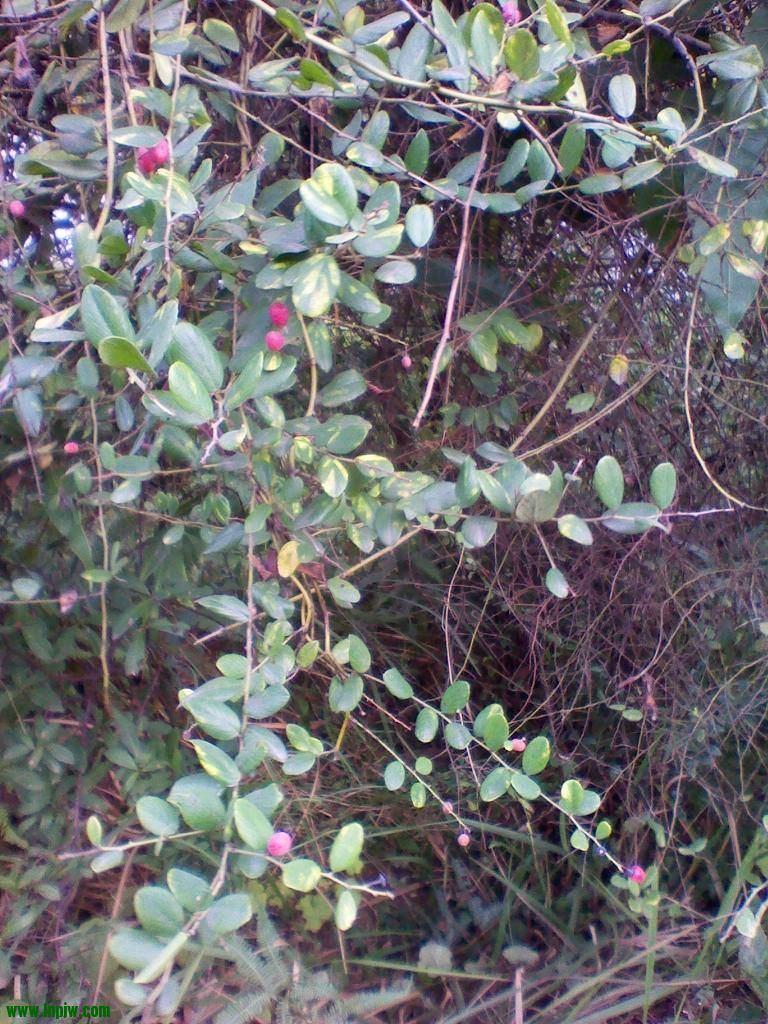 IMG_20121223_092350.jpg