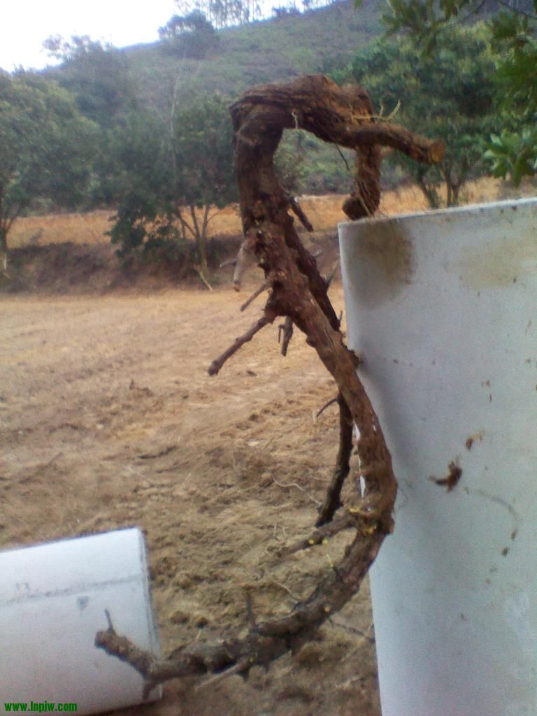 IMG_20121224_174102.jpg