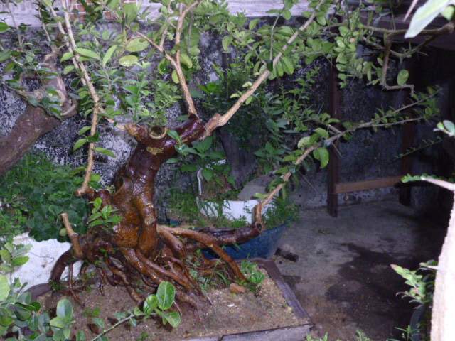 P1050242.JPG
