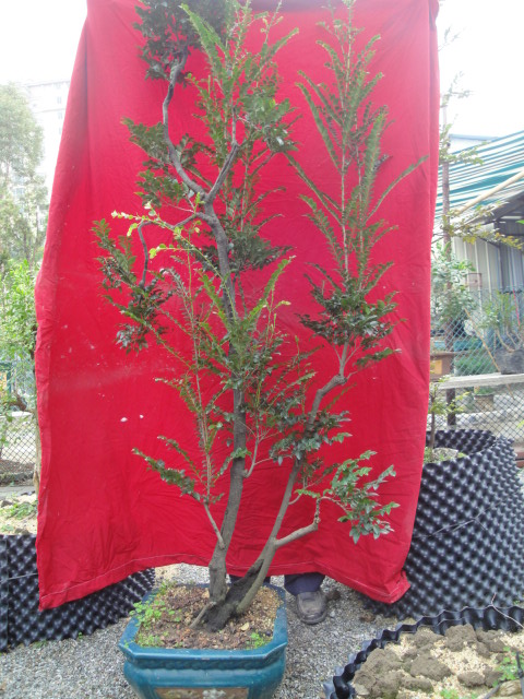 DSC04201.JPG