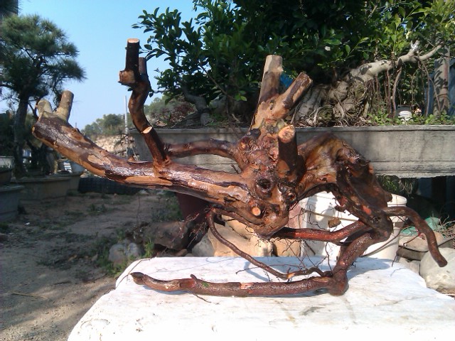 IMAG1082.jpg
