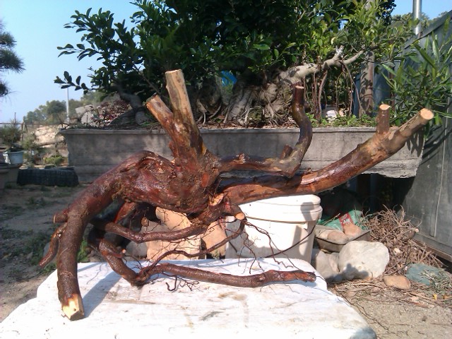 IMAG1083.jpg