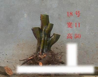 214923holgnyqrctgohznn.jpg