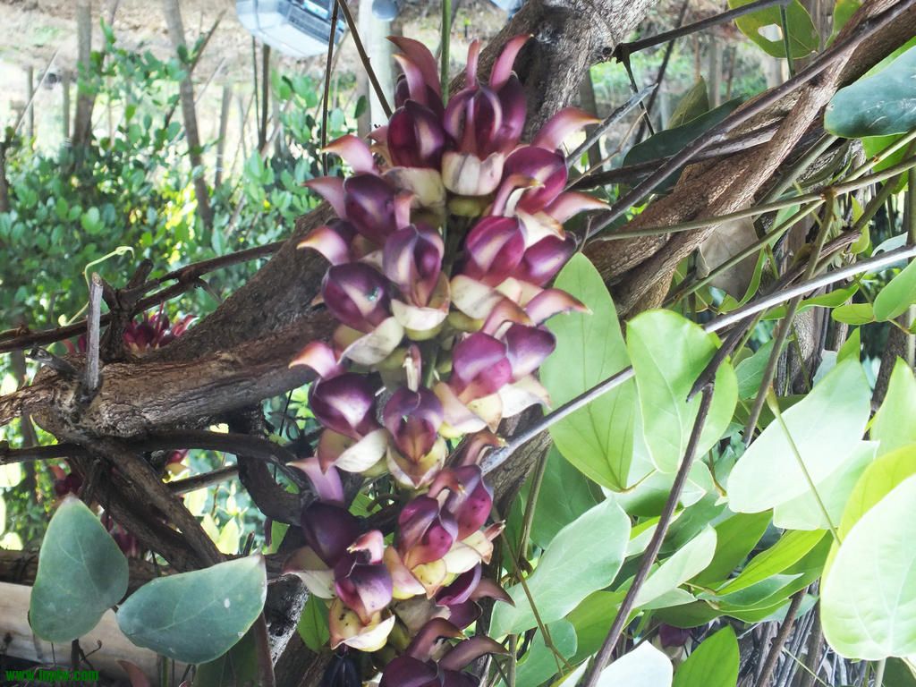 Ƭ 009.jpg