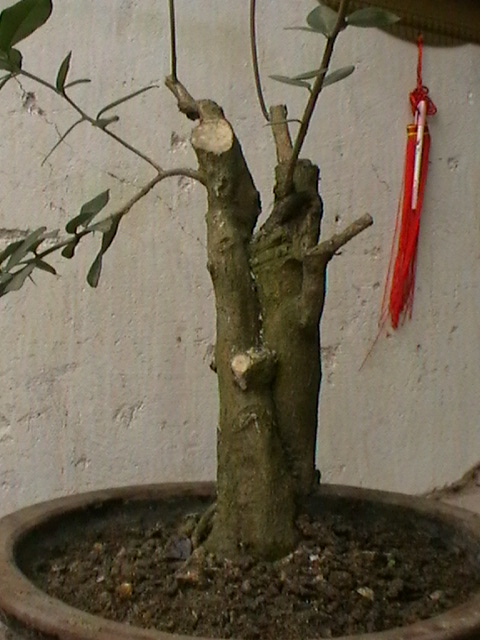 IMGA0944.JPG