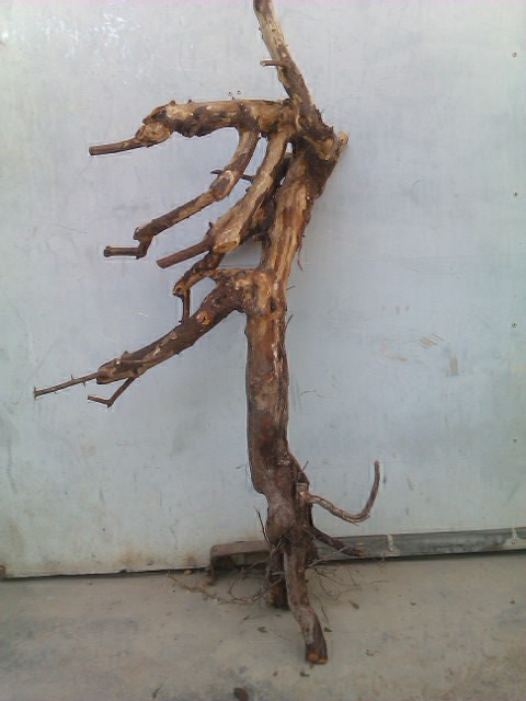 IMAG1090.jpg