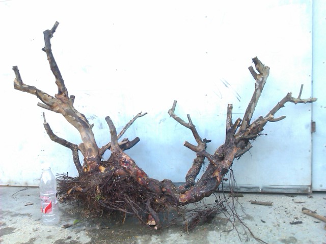 IMAG1095.jpg