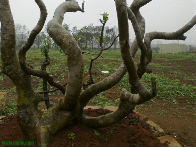 20120220_30.jpg