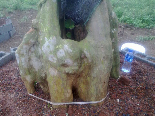20120409_19.jpg