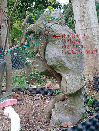 IMG20130312002_.jpg