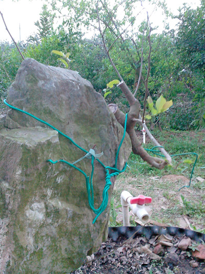 IMG20130312005_.jpg