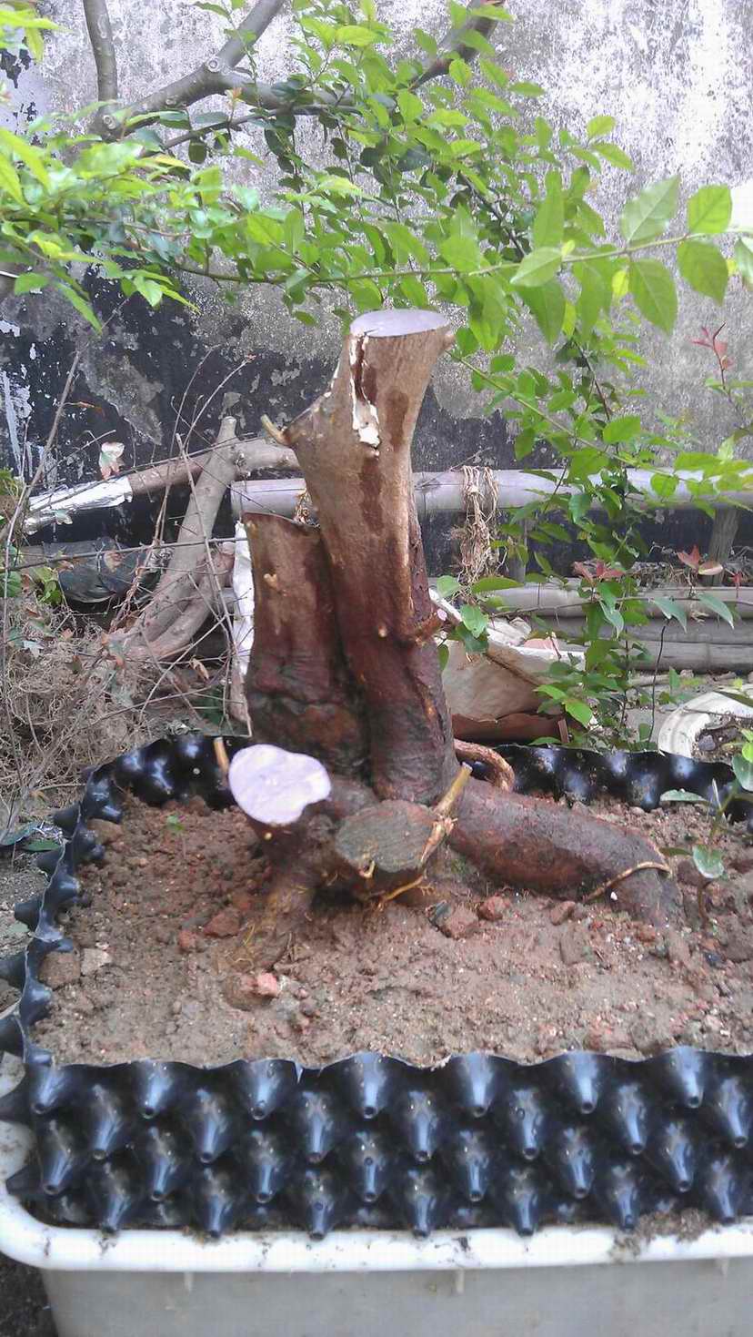 IMAG0374.jpg