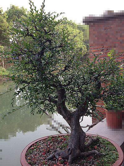 iphone 249_.jpg