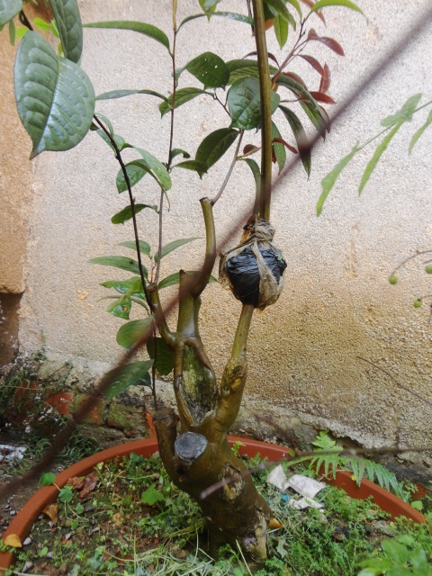 DSC03194_conew1𻨲1.jpg