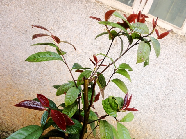 DSC03193_conew1𻨲4.jpg
