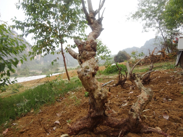 DSC03207_conew1͸ʹ2.jpg