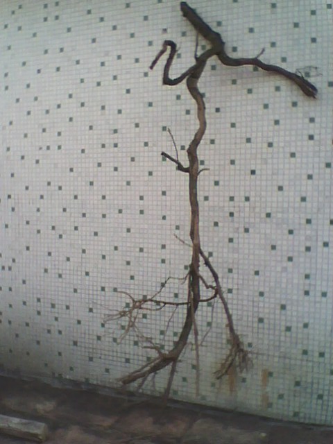 IMG0985A.jpg