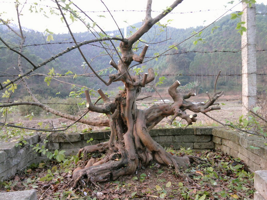 Ƭ0220.jpg