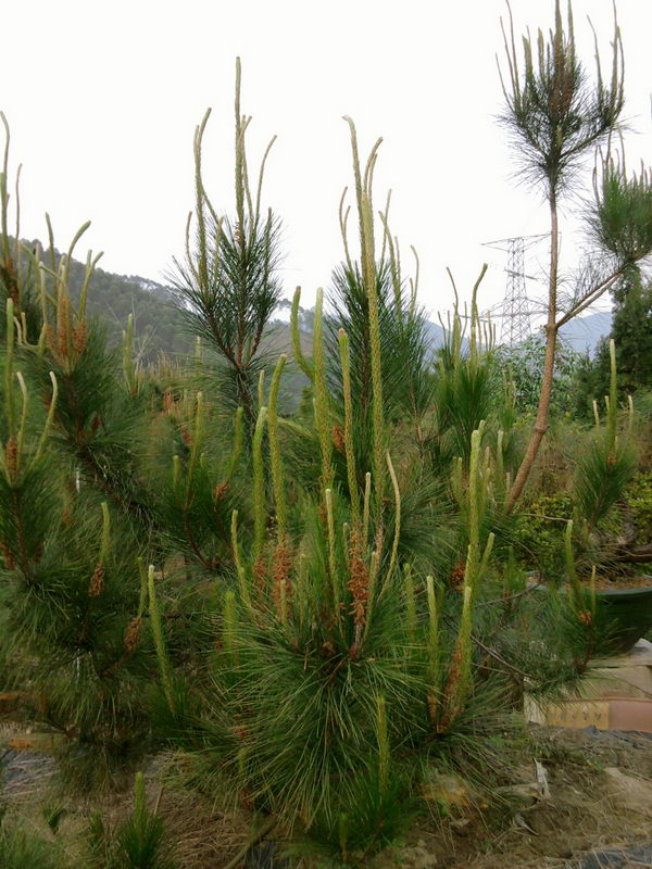 Ƭ0225.jpg