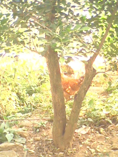 IMG0634A.jpg