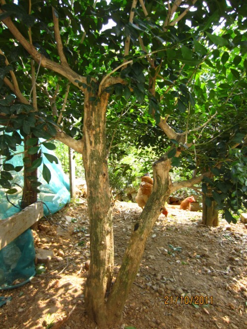 2011.jpg
