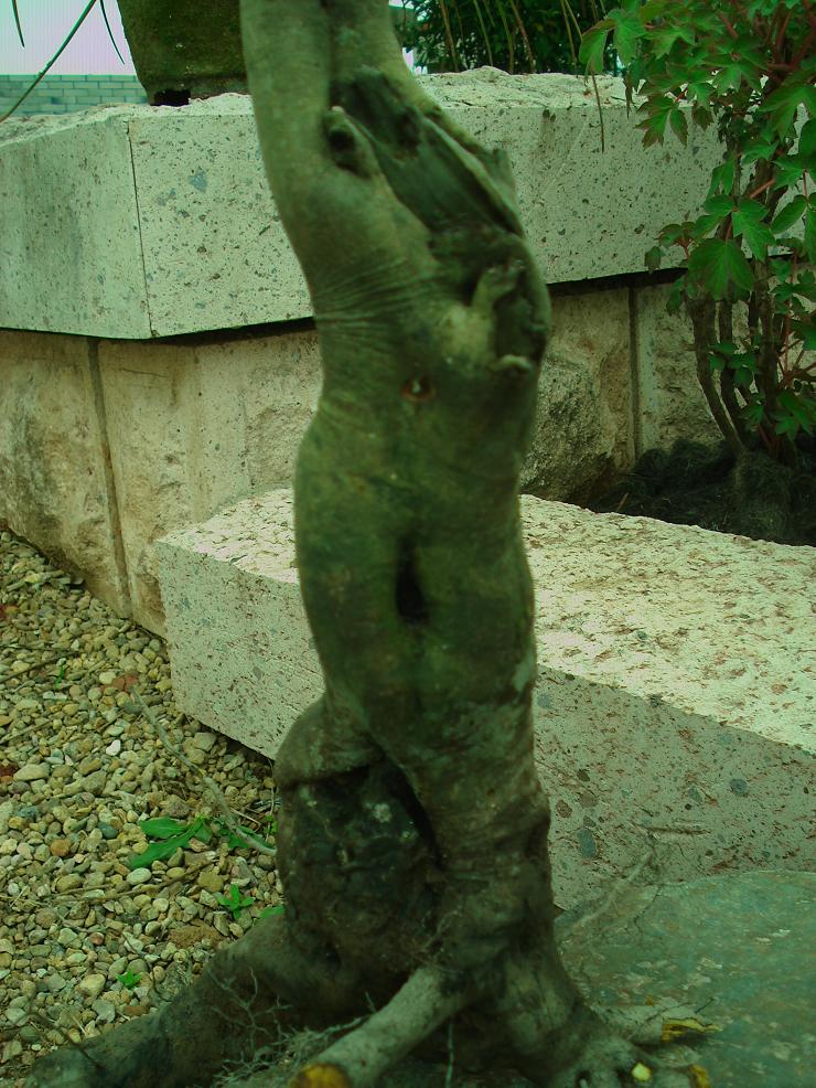 DSC02544.JPG