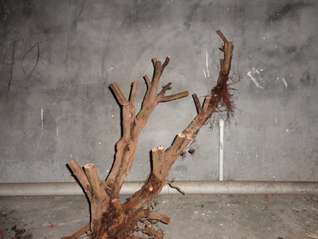 DSC01205.JPG