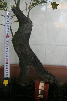 GEDC1218.JPG
