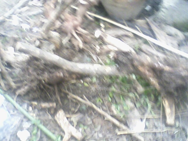 IMG05021800aa.jpg