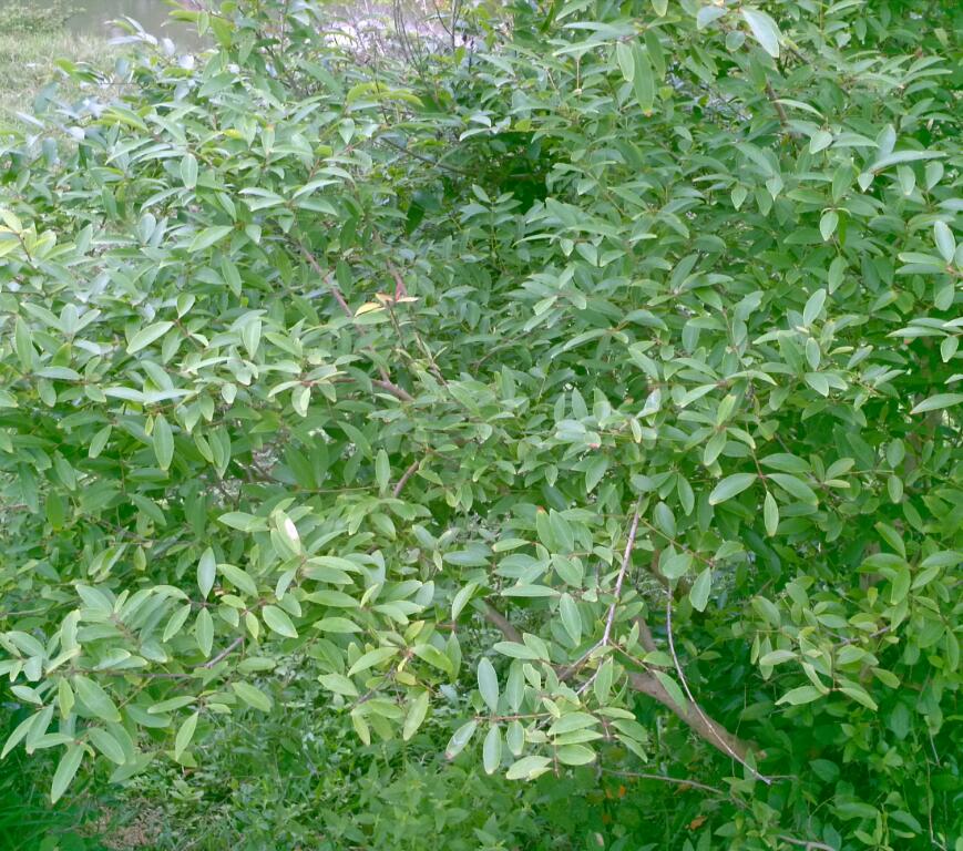 IMG_20130510_143854-1.jpg