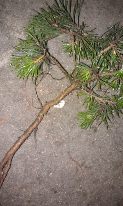 psb (20).jpg