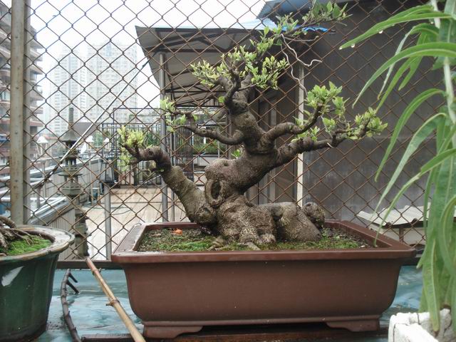 DSC00476.JPG