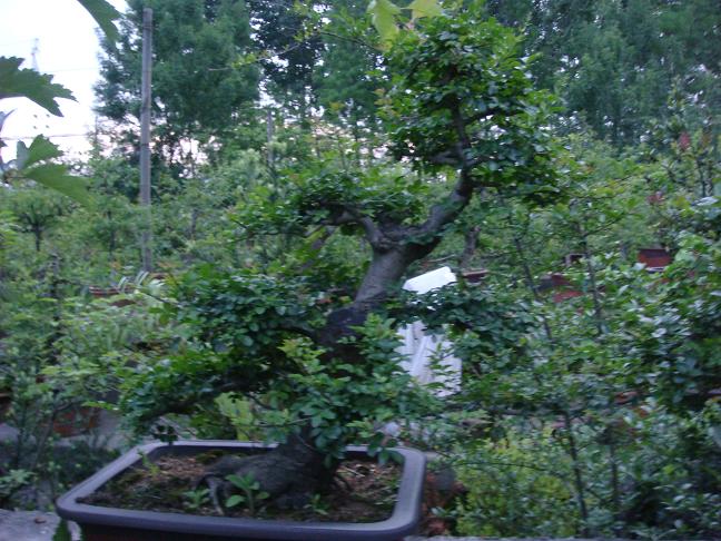 DSC04905.JPG