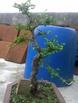 IMG701 - .jpg